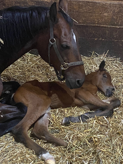Shelly nursing her newborn colt - 30 minutes old